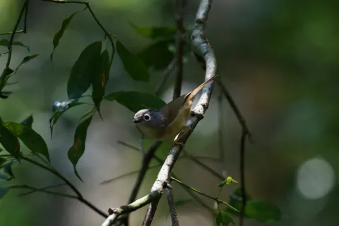 台湾雀鹛