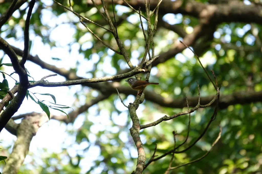 台湾雀鹛(Alcippe morrisonia)