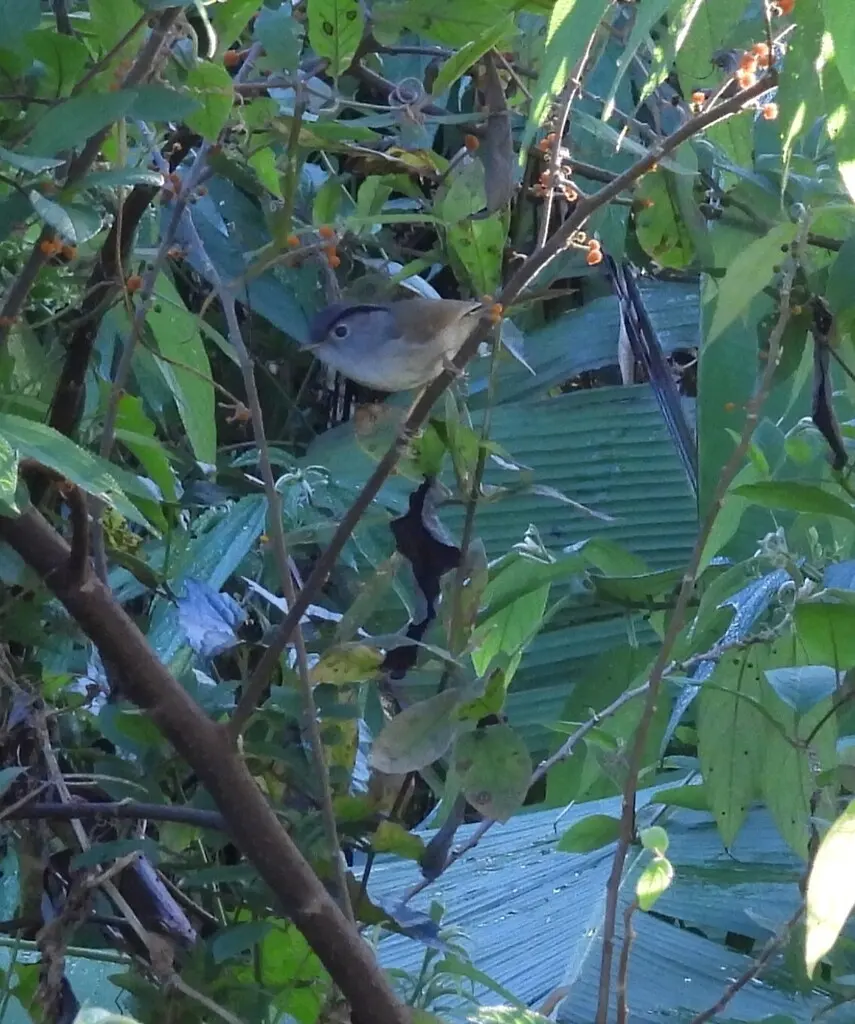 山雀鹛(Alcippe peracensis)