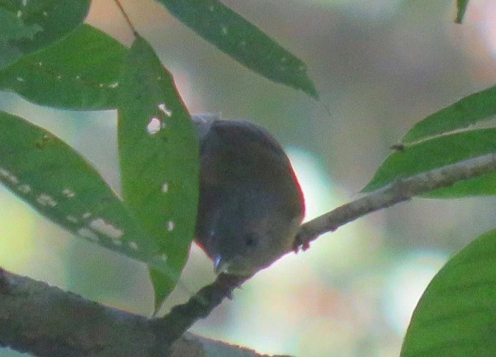 褐脸雀鹛（Alcippe poioicephala）
