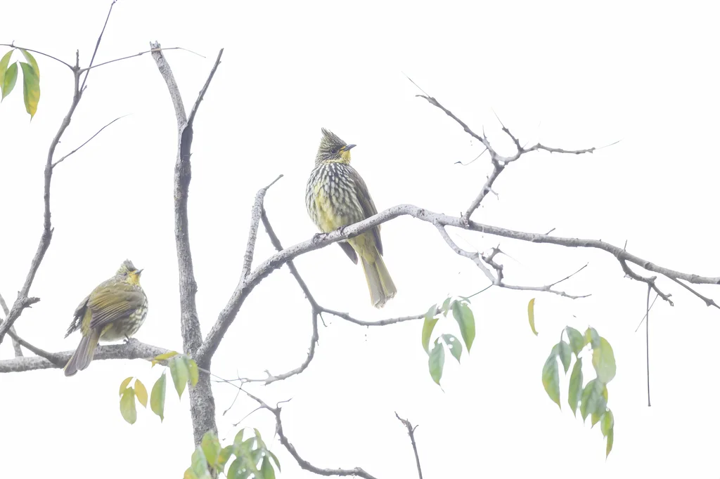 纵纹绿鹎(Alcurus striatus)
