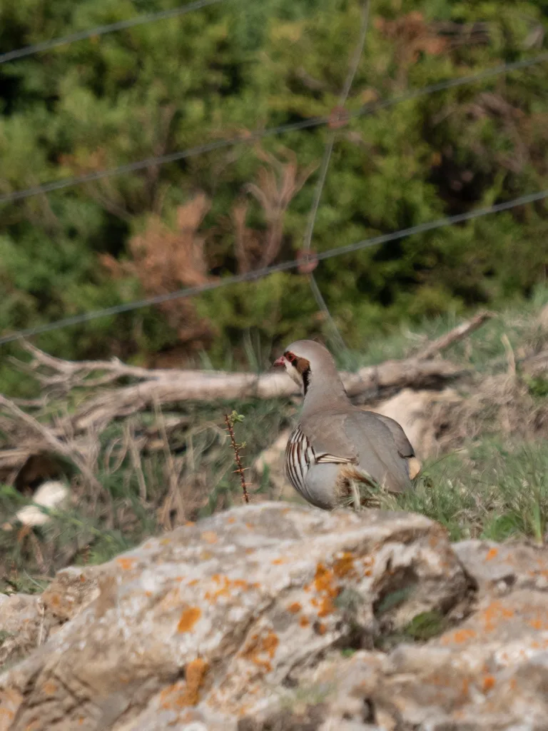 石鸡(Alectoris chukar)