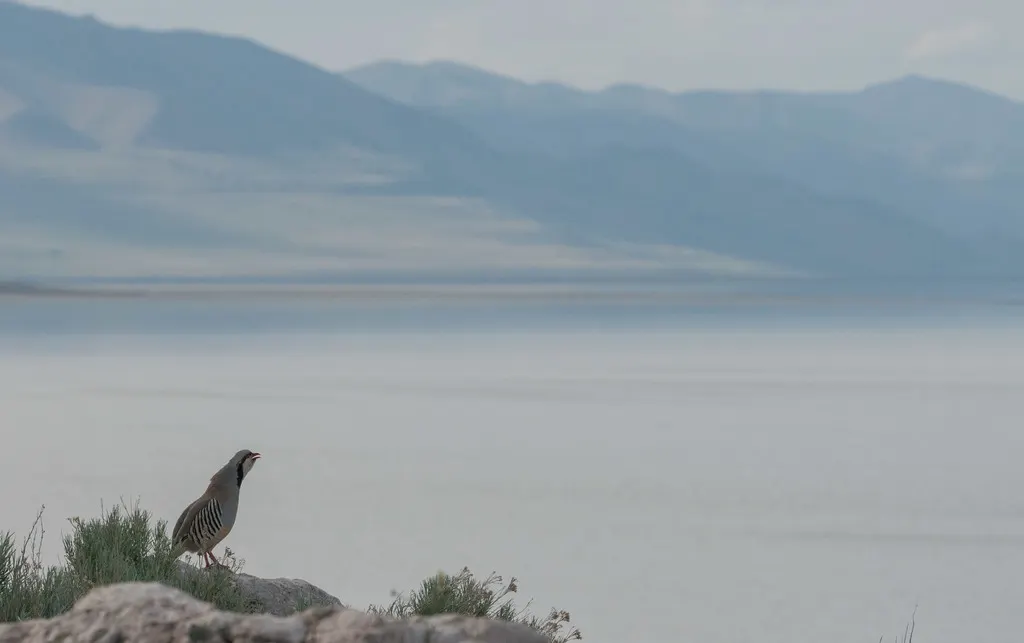 石鸡(Alectoris chukar)
