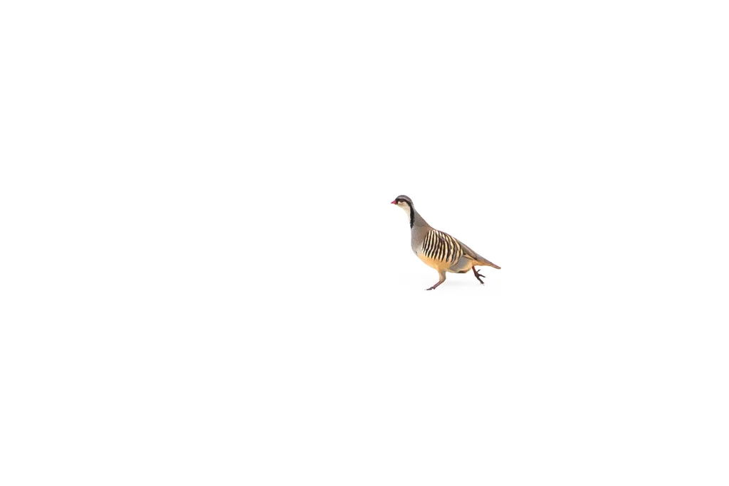 欧石鸡(Alectoris graeca)