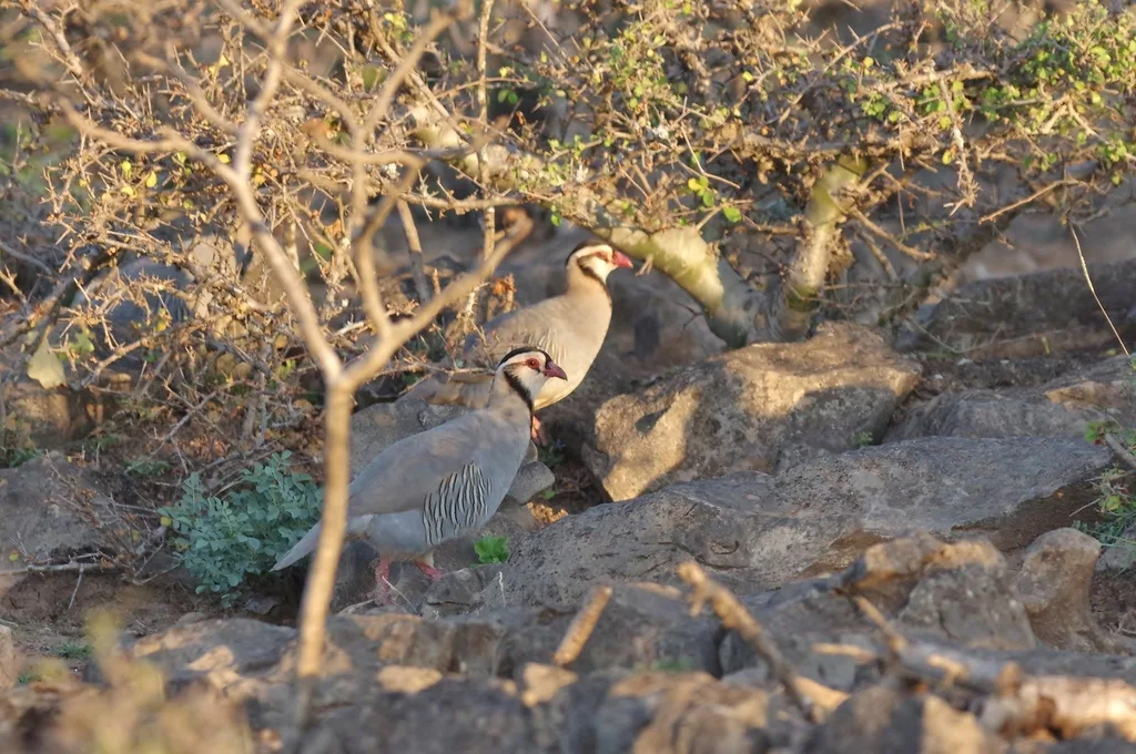 阿拉伯石鸡(Alectoris melanocephala)