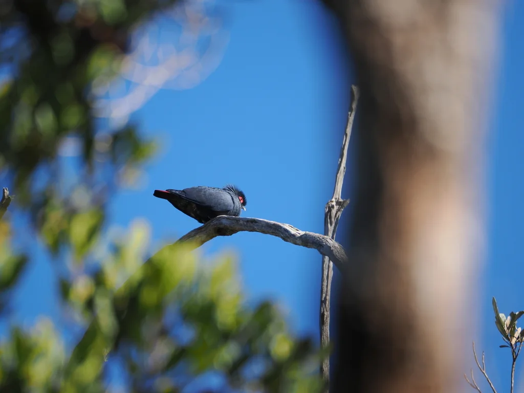 马岛蓝鸠(Alectroenas madagascariensis)