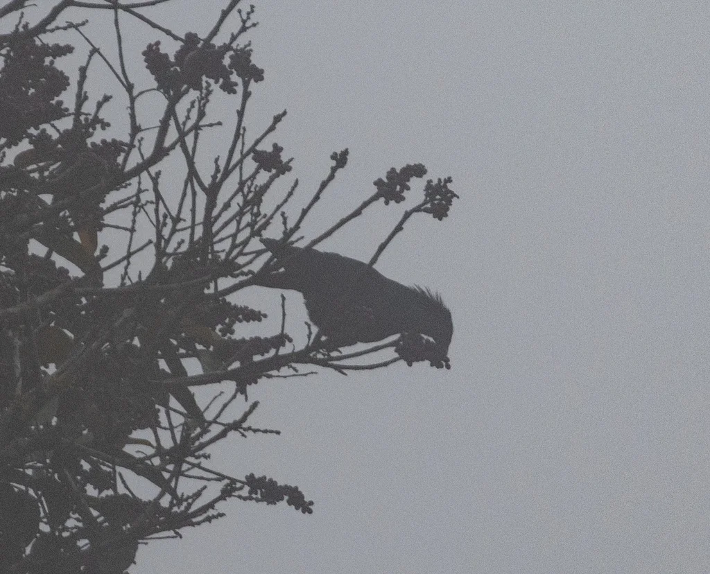 马岛蓝鸠(Alectroenas madagascariensis)