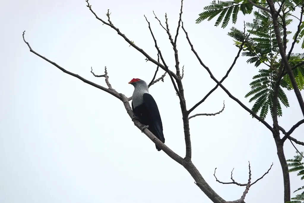 红冠蓝鸠(Alectroenas pulcherrimus)