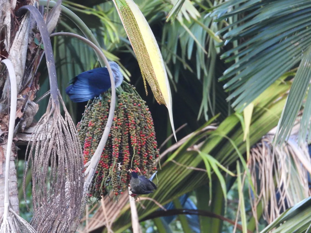 红冠蓝鸠(Alectroenas pulcherrimus)