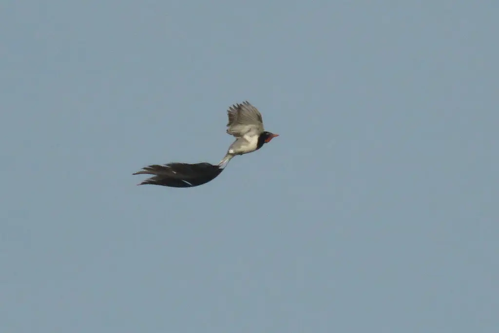 异尾霸鹟(Alectrurus risora)