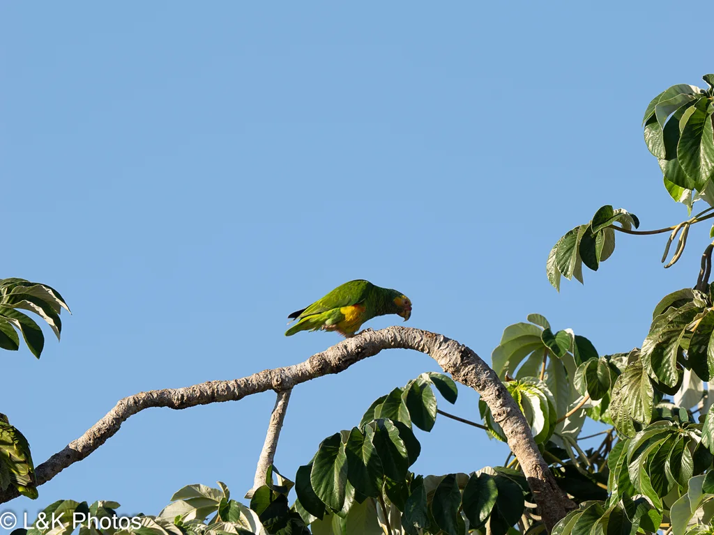 黄颊鹦哥(Alipiopsitta xanthops)