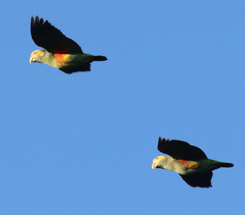 黄颊鹦哥(Alipiopsitta xanthops)