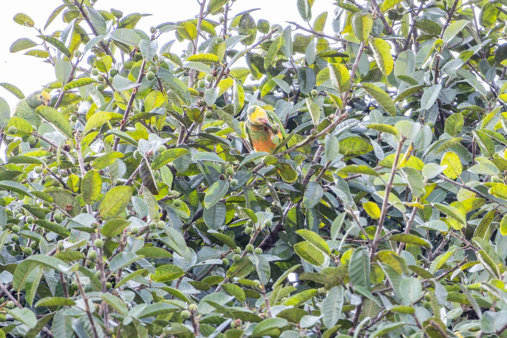 黄颊鹦哥(Alipiopsitta xanthops)