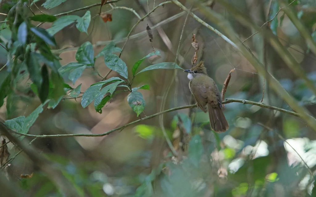 白喉褐冠鹎(Alophoixus ochraceus)