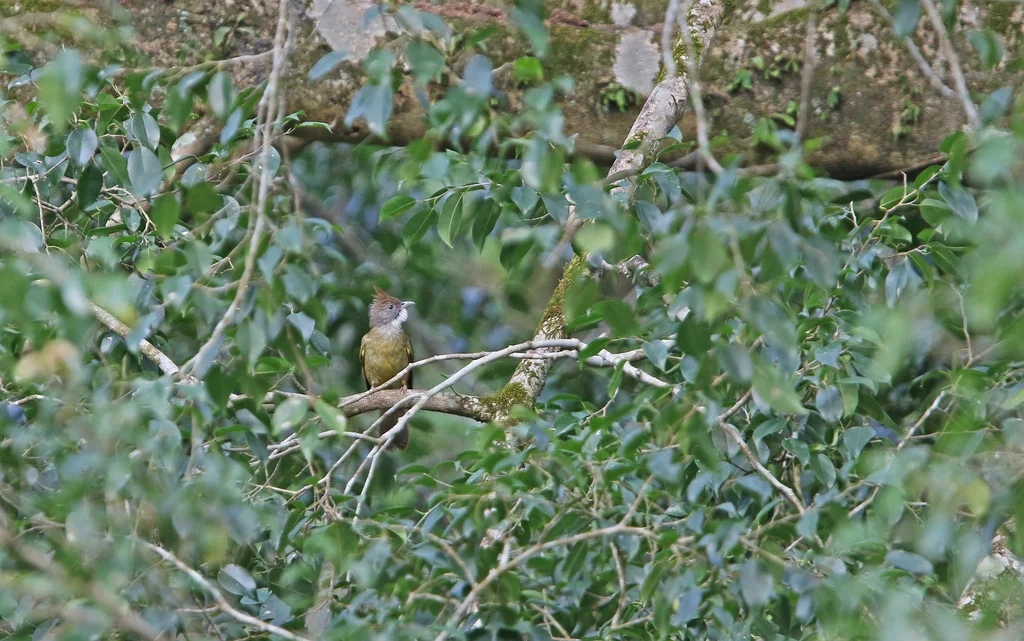 白喉冠鹎(Alophoixus pallidus)