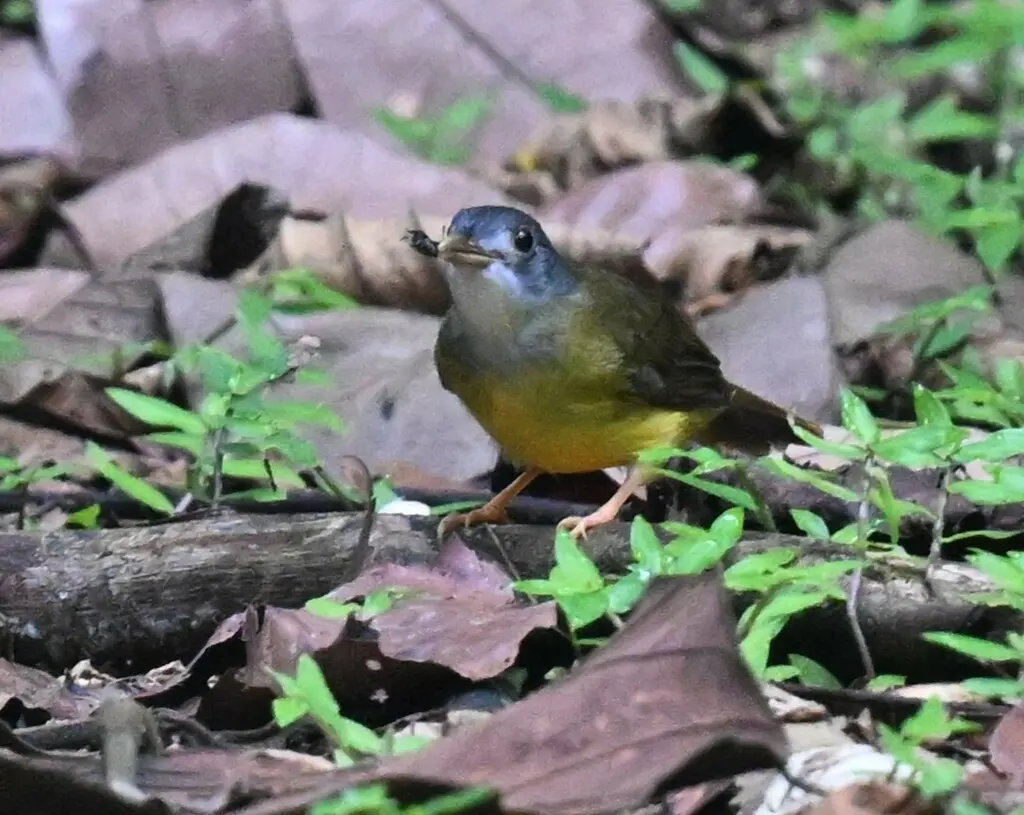 灰头冠鹎(Alophoixus phaeocephalus)