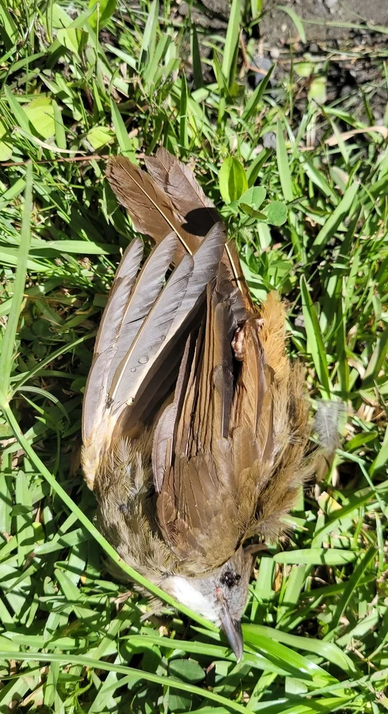 本南白喉褐冠鹎(Alophoixus ruficrissus)