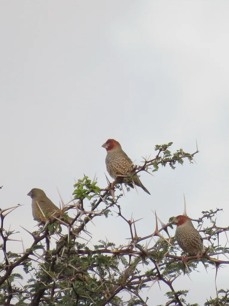 红头环喉雀(Amadina erythrocephala)