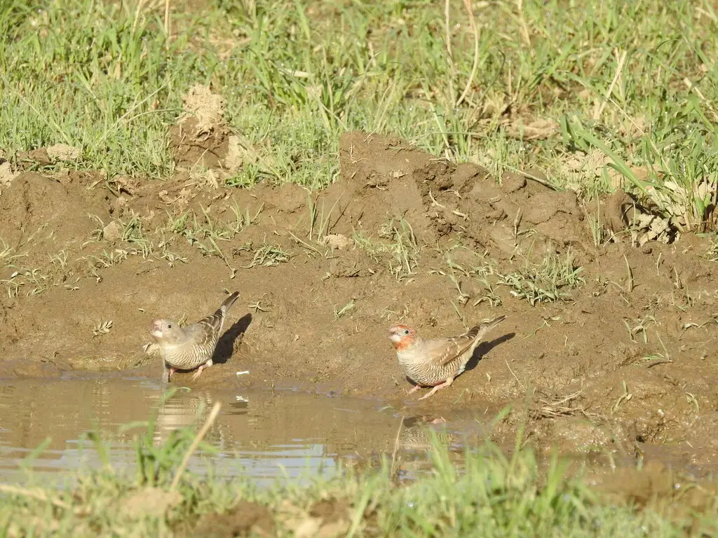 红头环喉雀(Amadina erythrocephala)