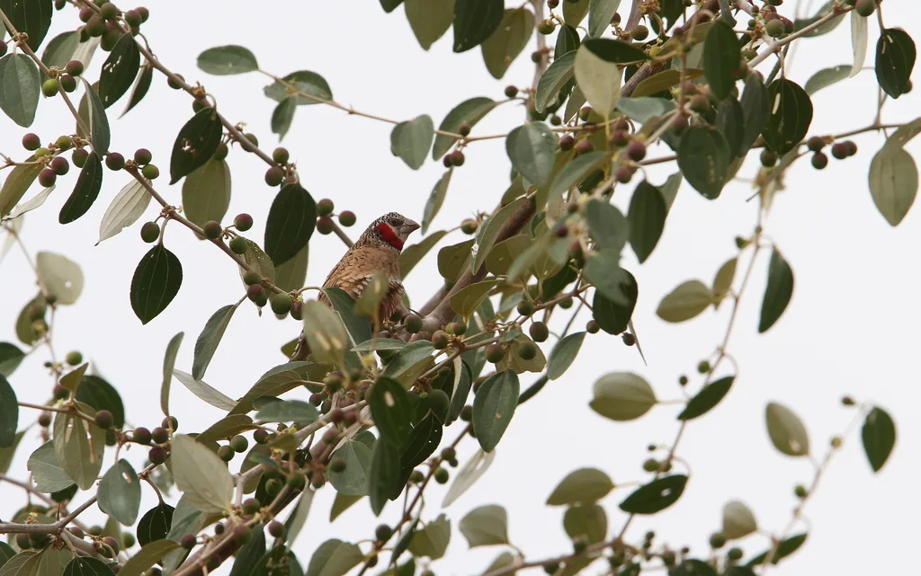环喉雀（Amadina fasciata）