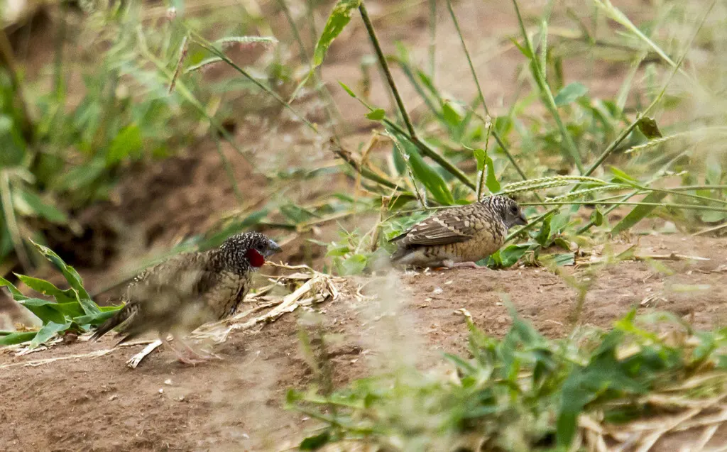 环喉雀（Amadina fasciata）