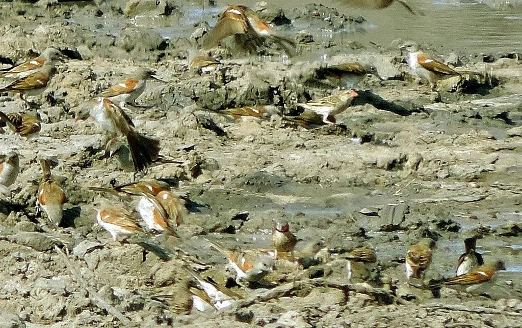 环喉雀（Amadina fasciata）