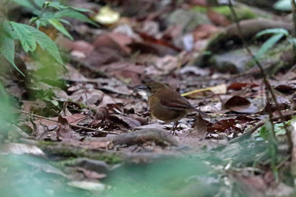 小地鸲(Amalocichla incerta)