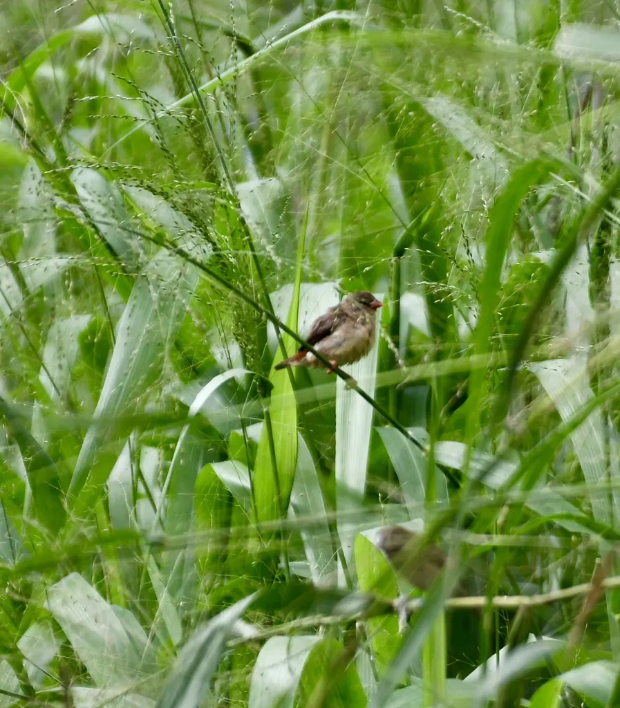 红梅花雀(Amandava amandava)