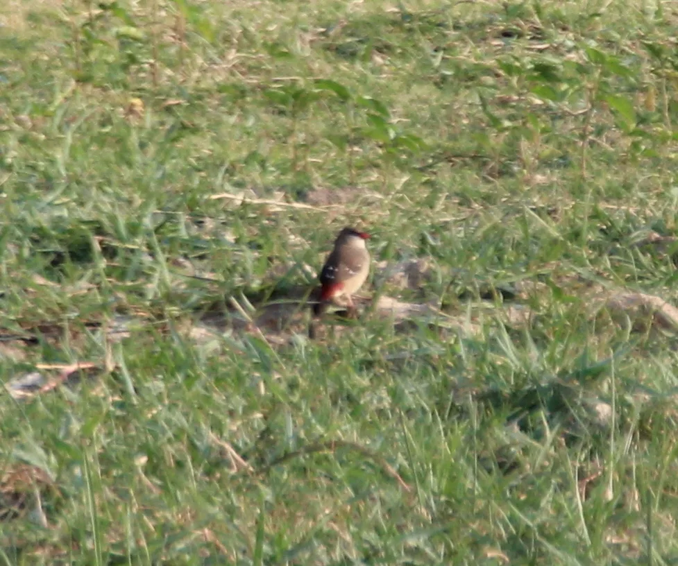红梅花雀(Amandava amandava)