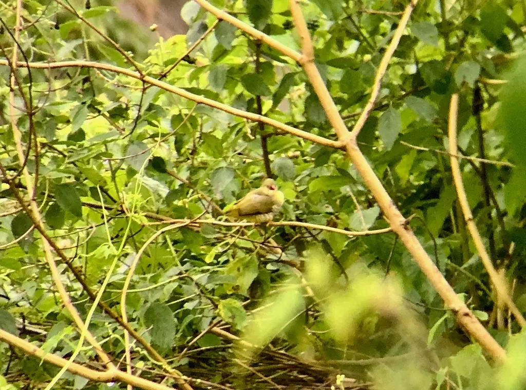 绿梅花雀(Amandava formosa)