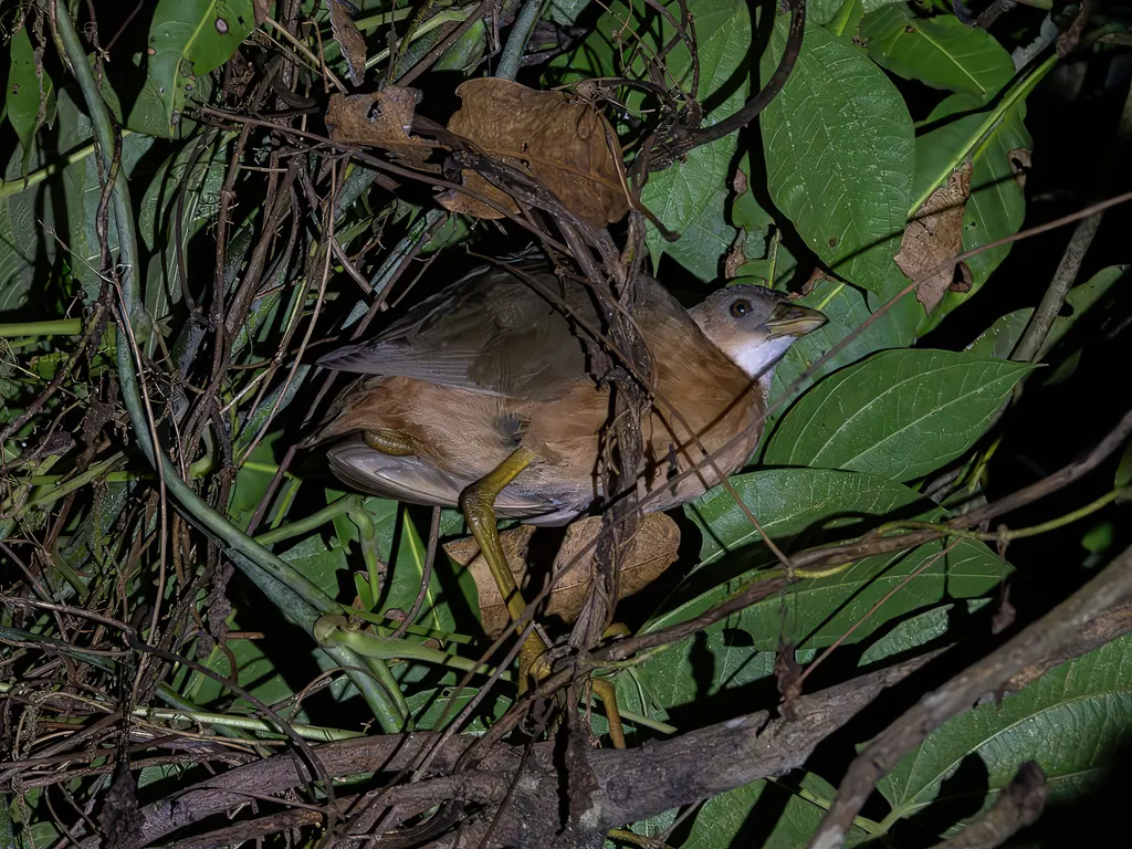 苏拉威西苦恶鸟(Amaurornis isabellina)