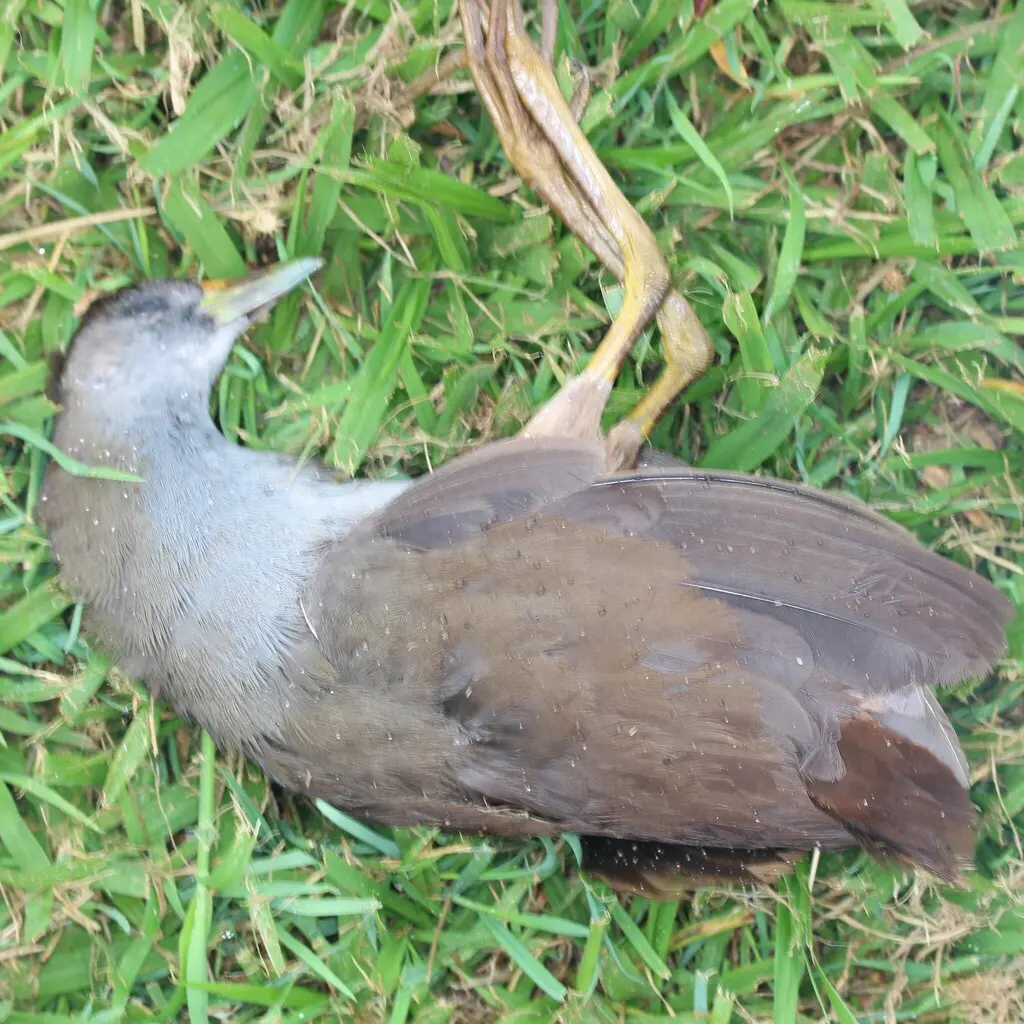 棕尾苦恶鸟(Amaurornis moluccana)