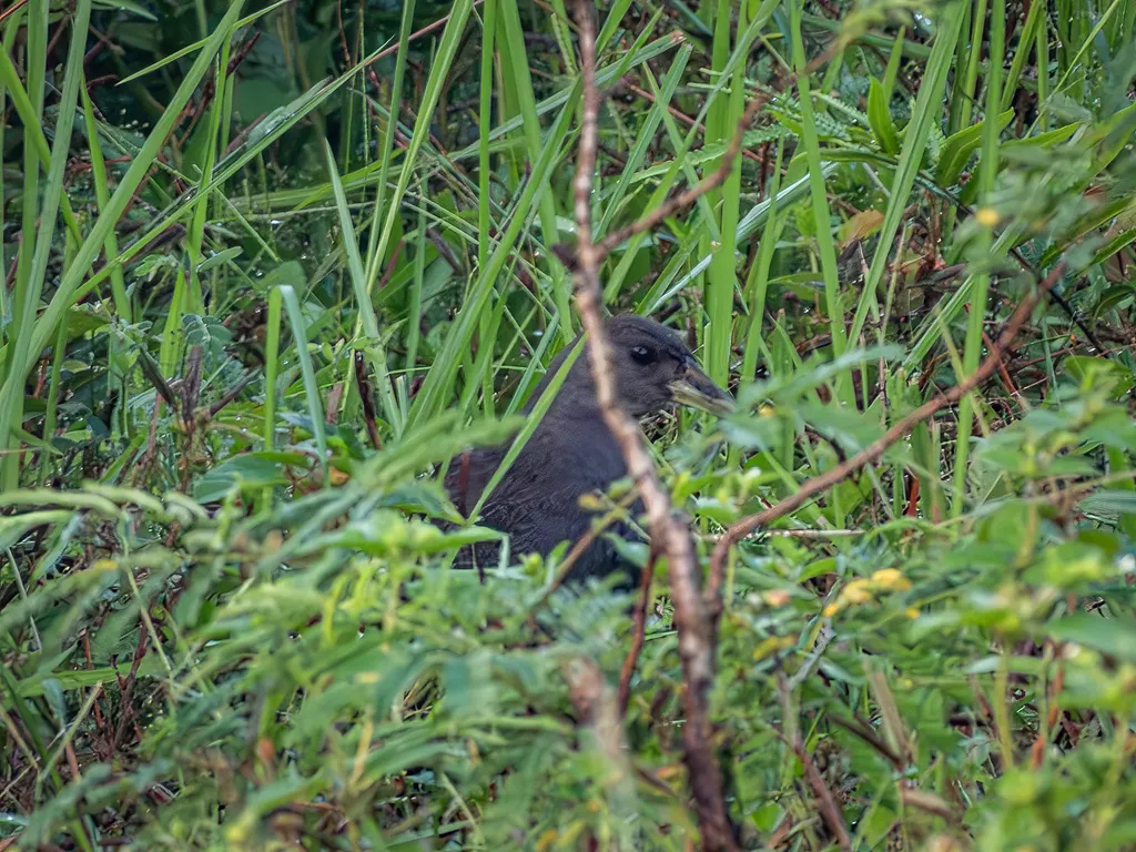 棕尾苦恶鸟(Amaurornis moluccana)