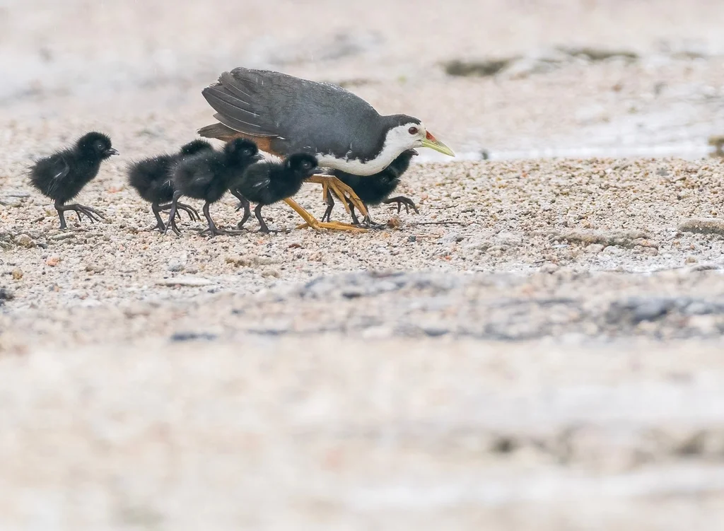 白胸苦恶鸟(Amaurornis phoenicurus)