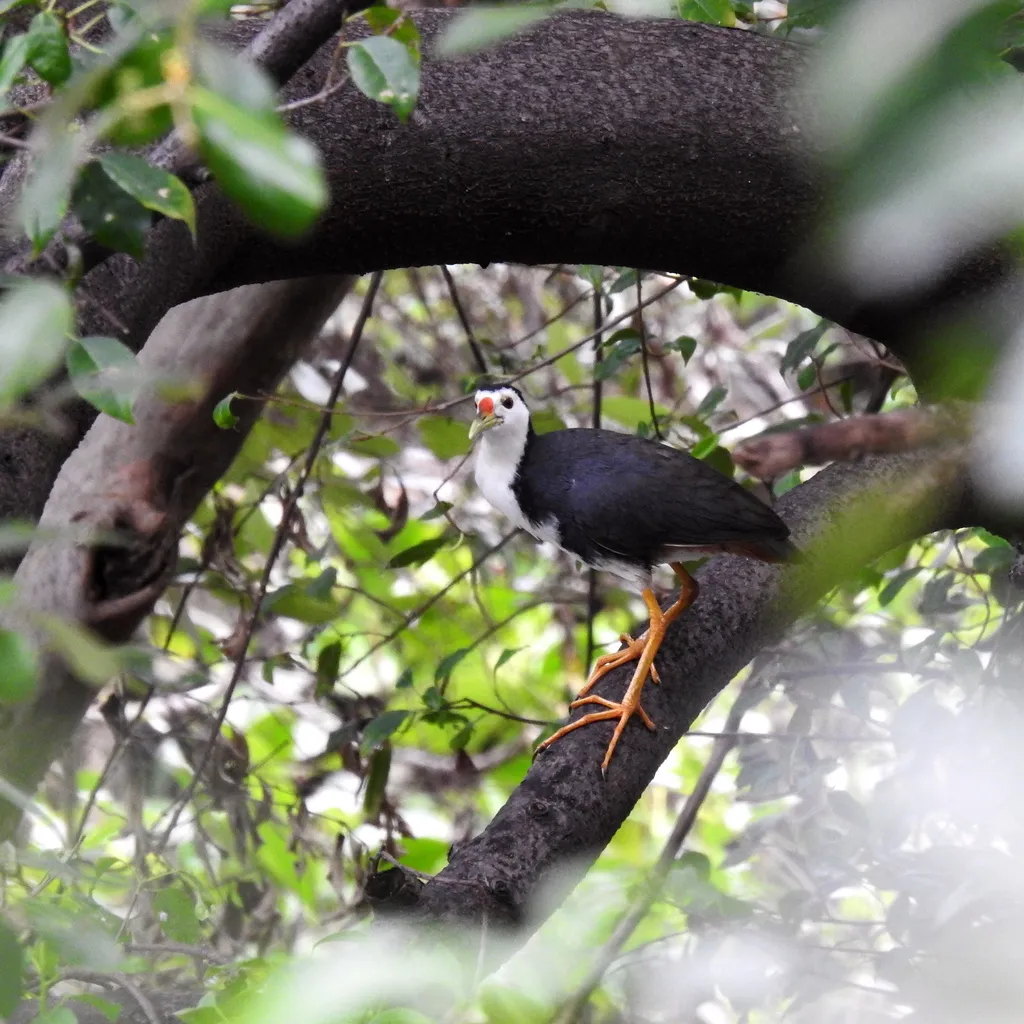白胸苦恶鸟(Amaurornis phoenicurus)