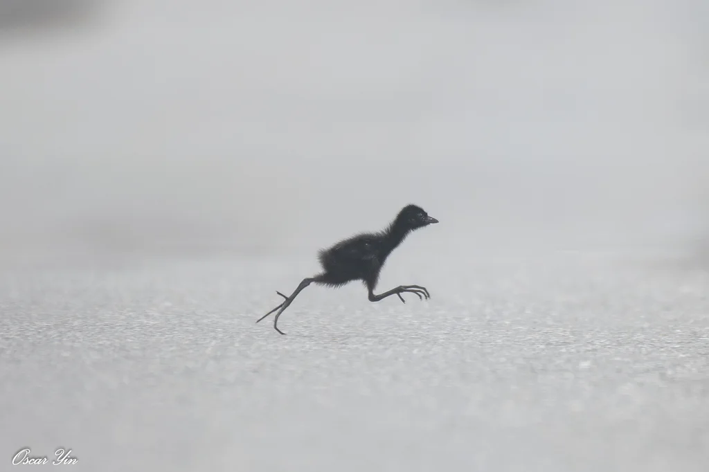 白胸苦恶鸟(Amaurornis phoenicurus)