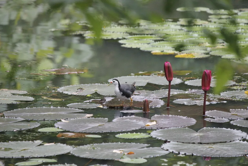白胸苦恶鸟(Amaurornis phoenicurus)