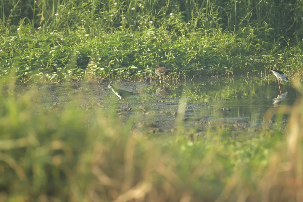 白胸苦恶鸟(Amaurornis phoenicurus)