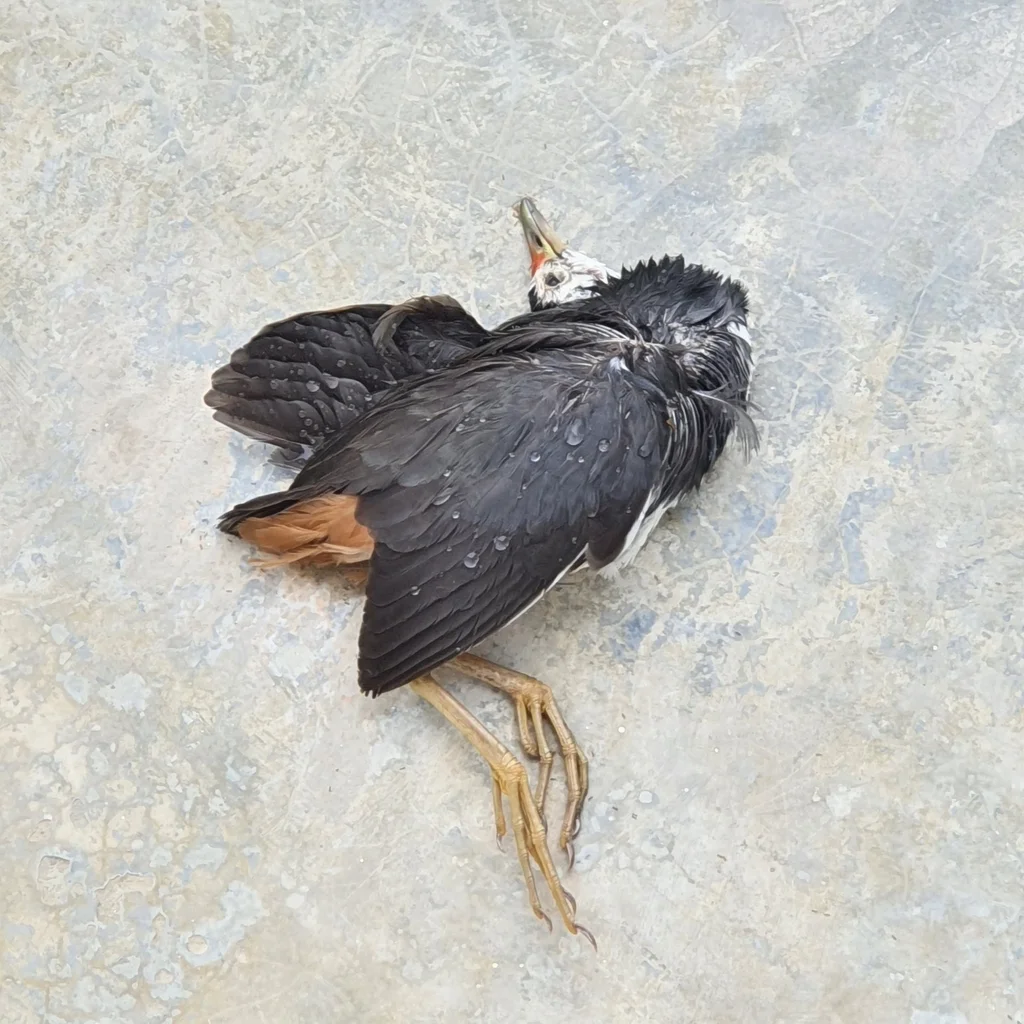 白胸苦恶鸟(Amaurornis phoenicurus)