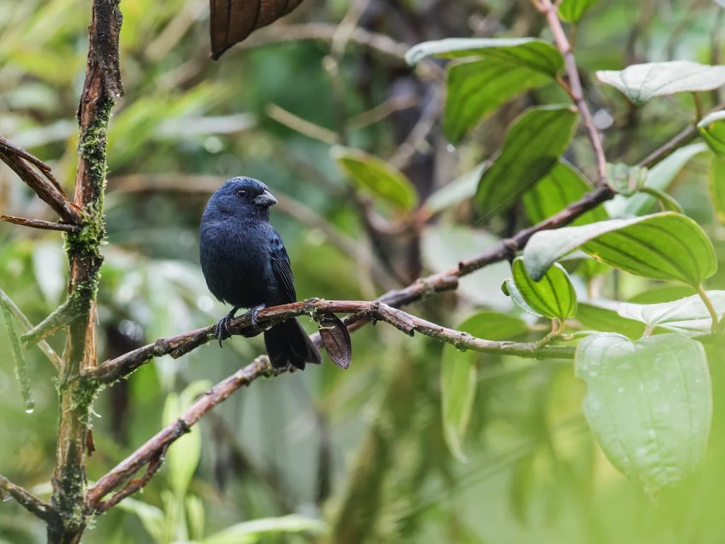 厄瓜多尔食籽雀(Amaurospiza aequatorialis)