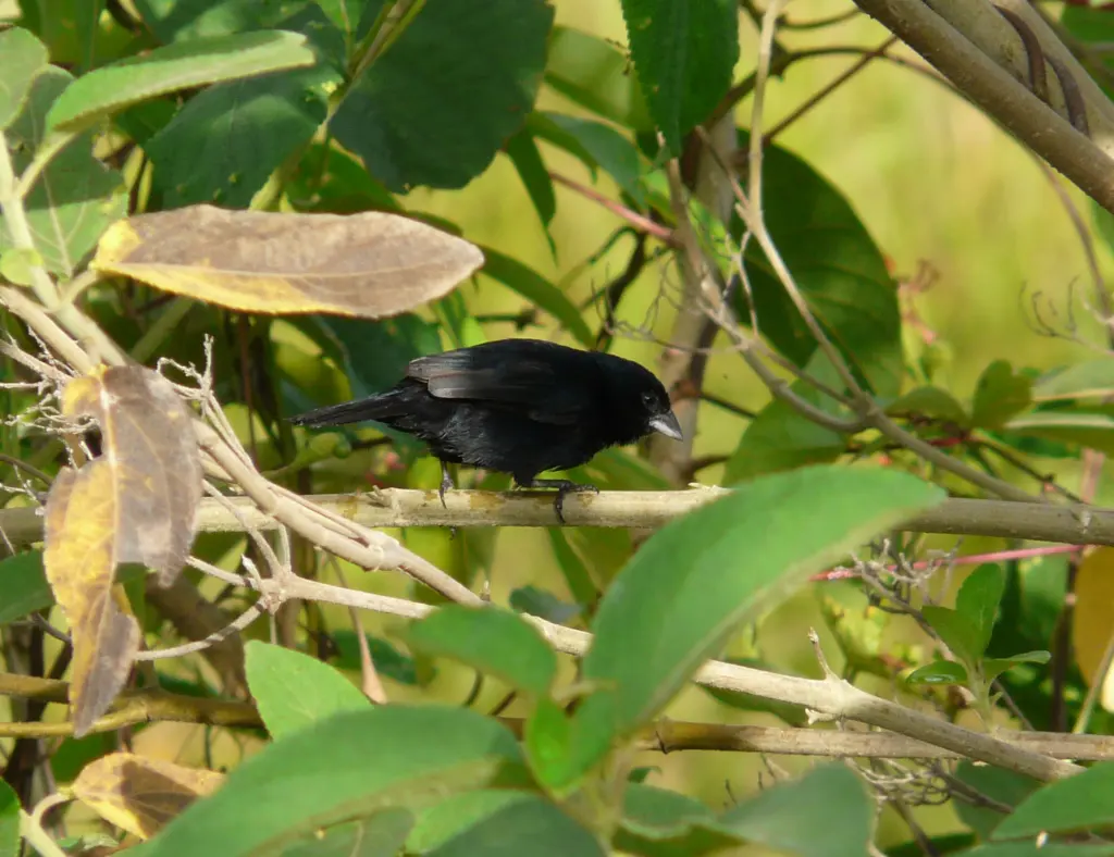 蓝籽雀(Amaurospiza concolor)