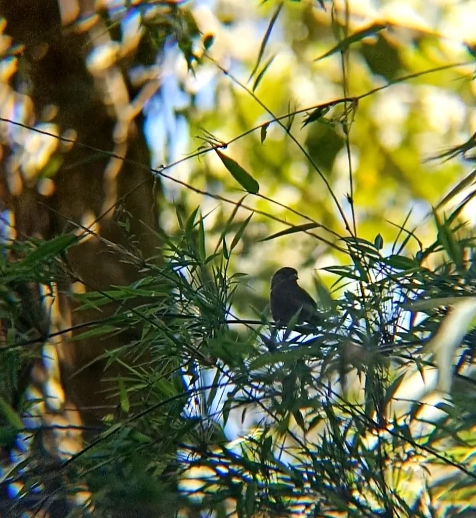 蓝籽雀(Amaurospiza concolor)