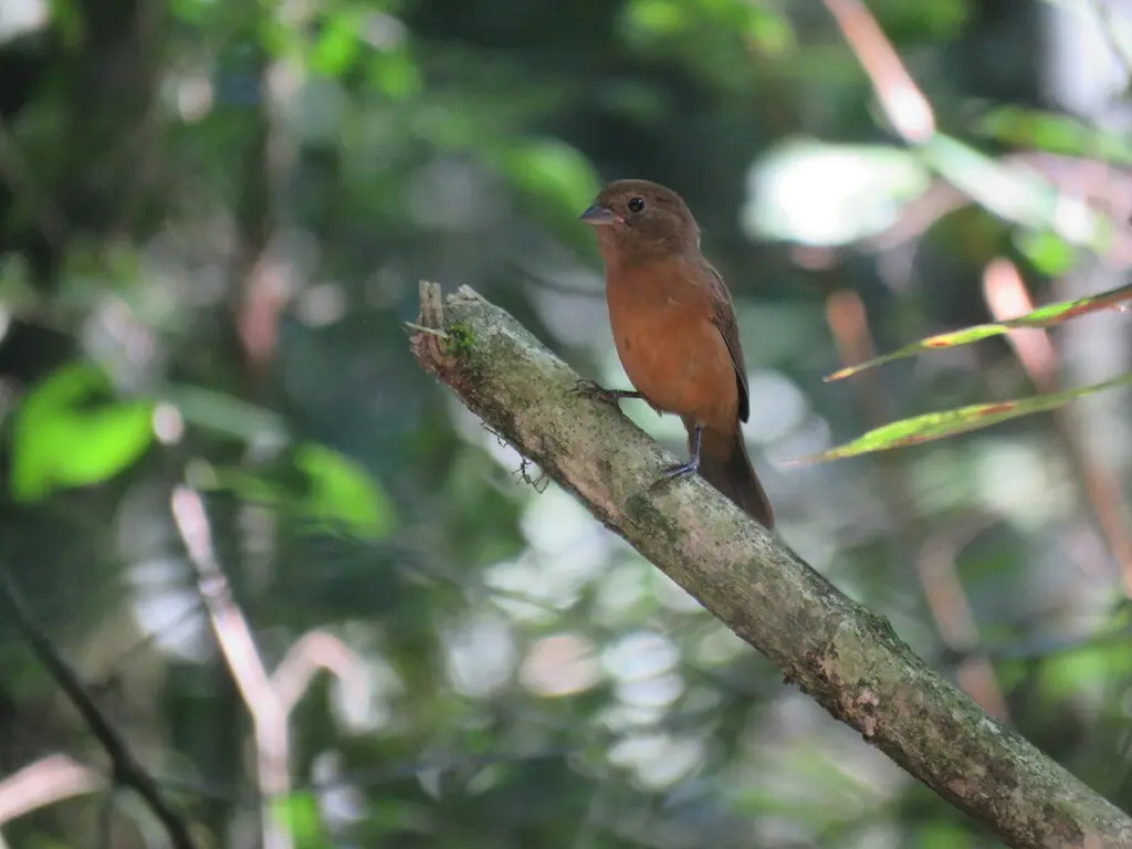 黑蓝籽雀(Amaurospiza moesta)