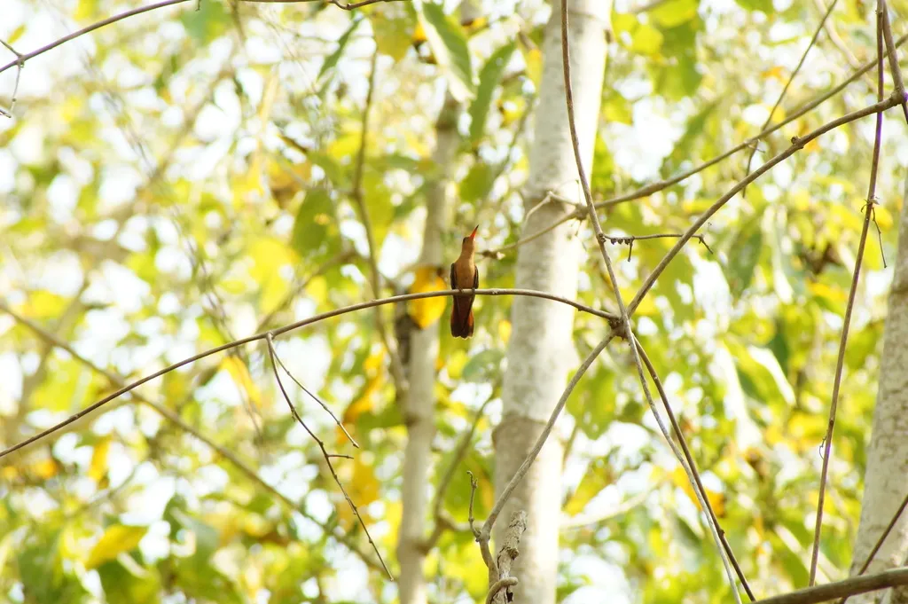 桂红蜂鸟(Amazilia rutila)