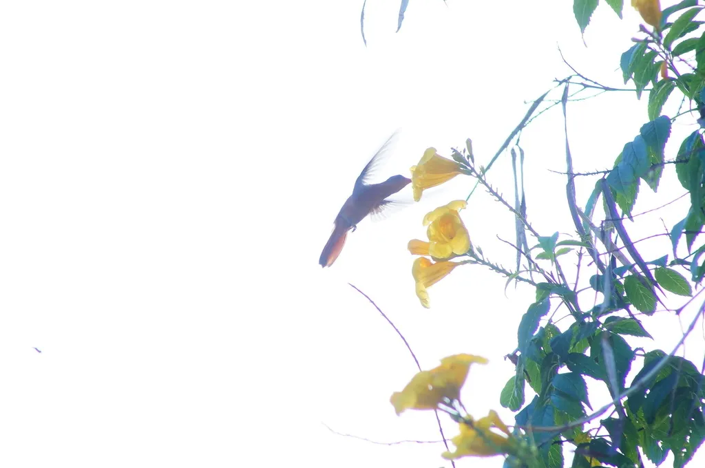 桂红蜂鸟(Amazilia rutila)