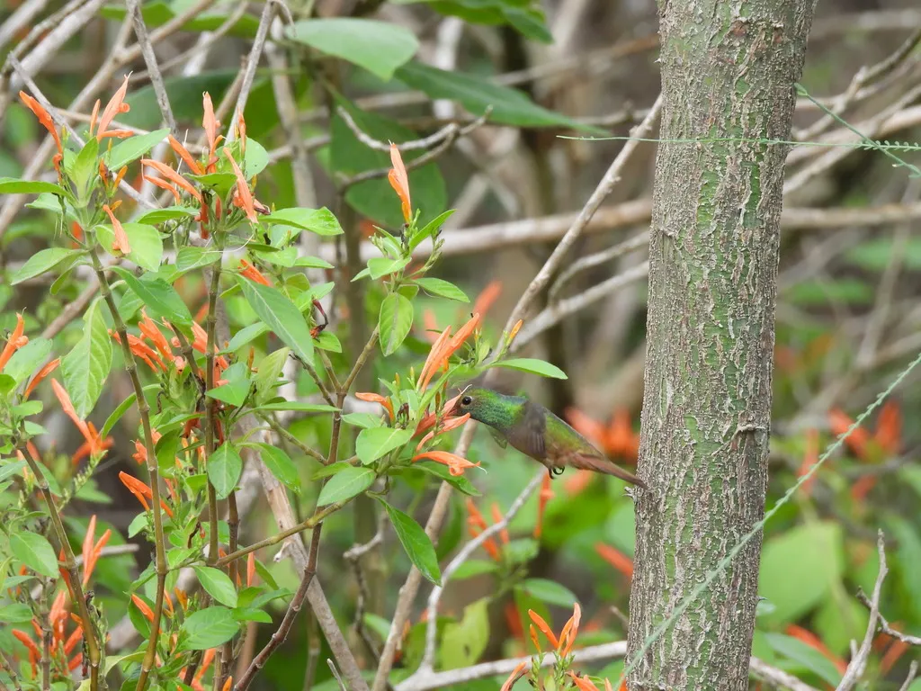 棕腹蜂鸟(Amazilia yucatanensis)