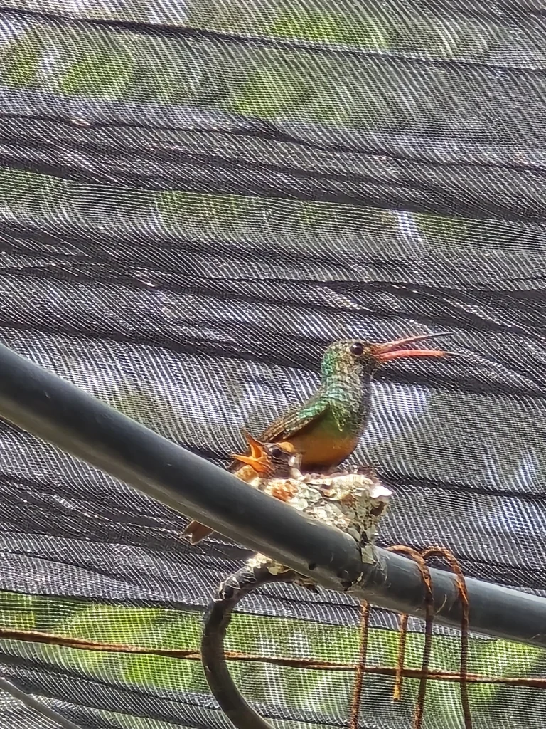 棕腹蜂鸟(Amazilia yucatanensis)