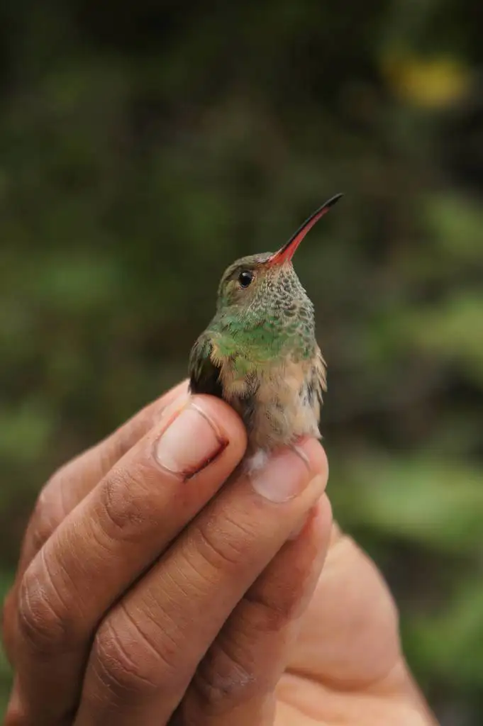棕腹蜂鸟(Amazilia yucatanensis)