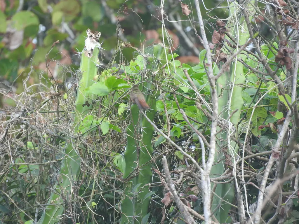 棕腹蜂鸟(Amazilia yucatanensis)