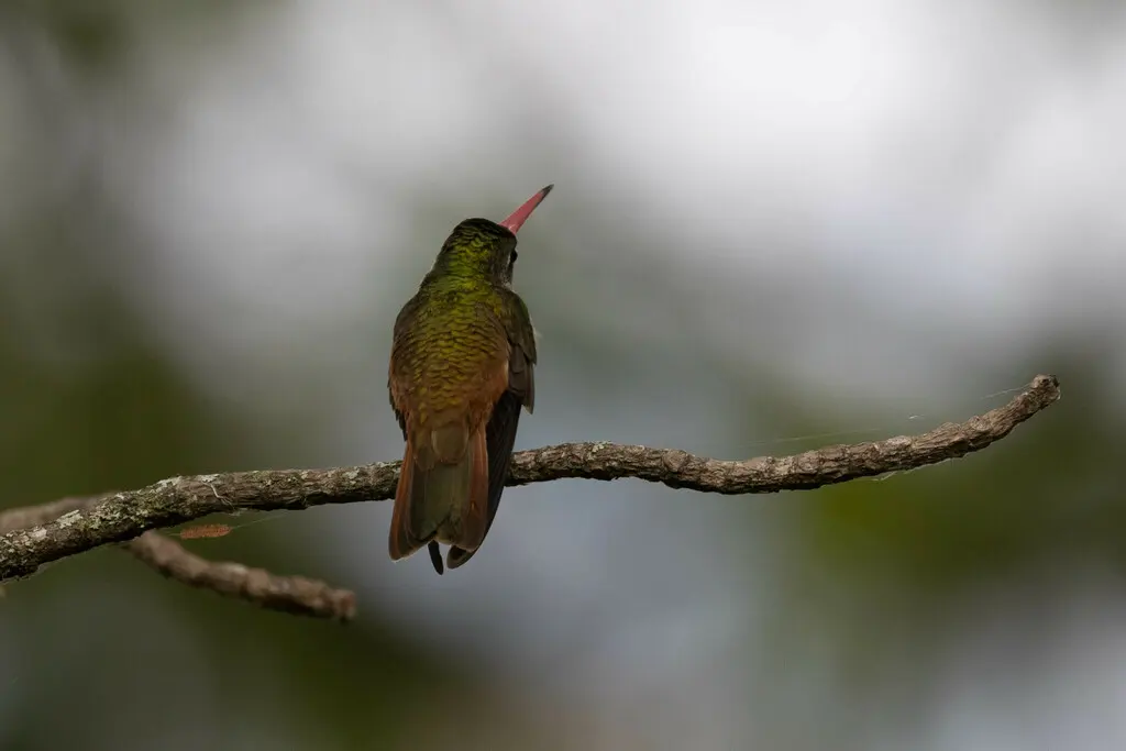 艳蜂鸟(Amazilis amazilia)